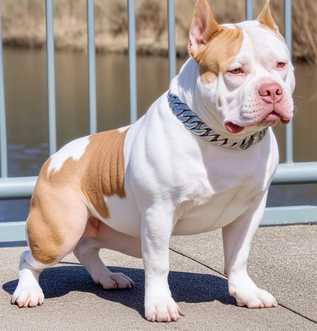 Mocne metalowe obroże dla psów ze stali nierdzewnej, duża obroża treningowa dla dużych psów, Pitbull Bulldog, srebrno-złota obroża wystawowa
