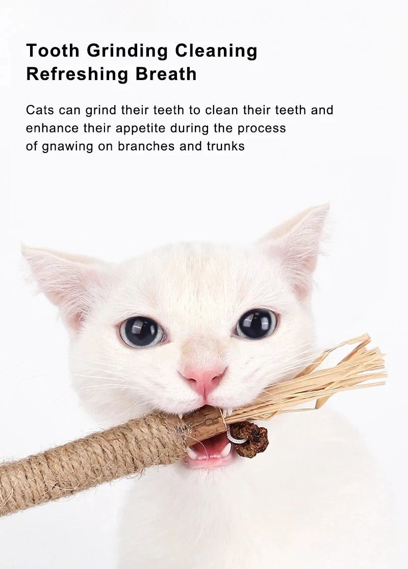 Cat Toys