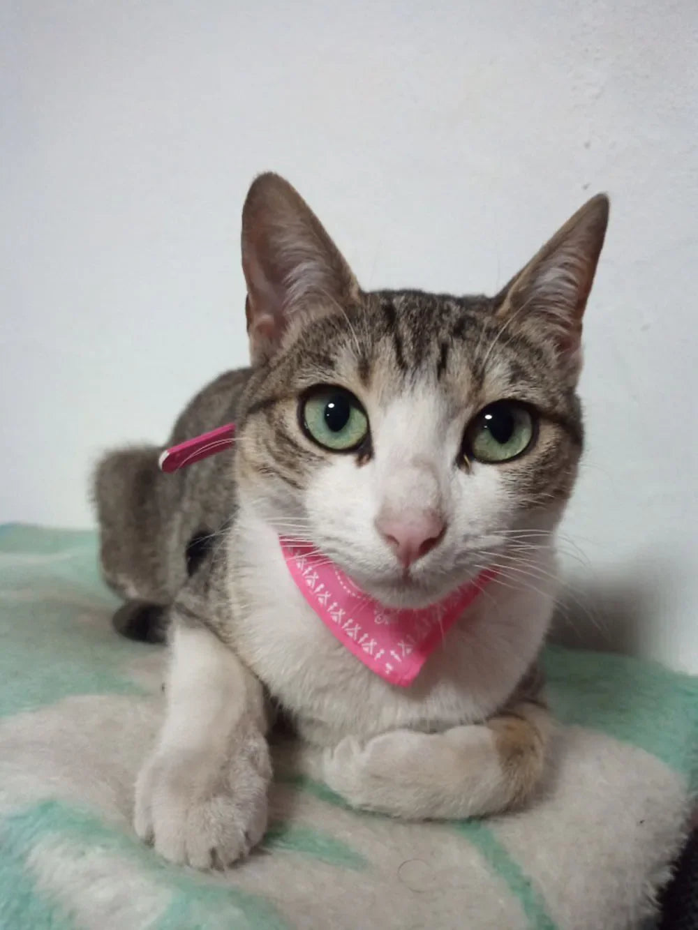 Cute Printed Bandana Cat Collar