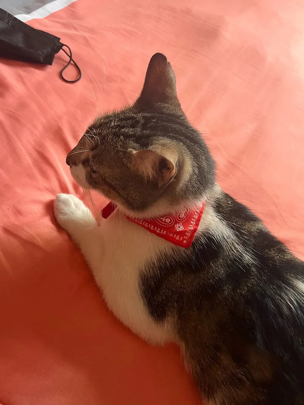 Cute Printed Bandana Cat Collar