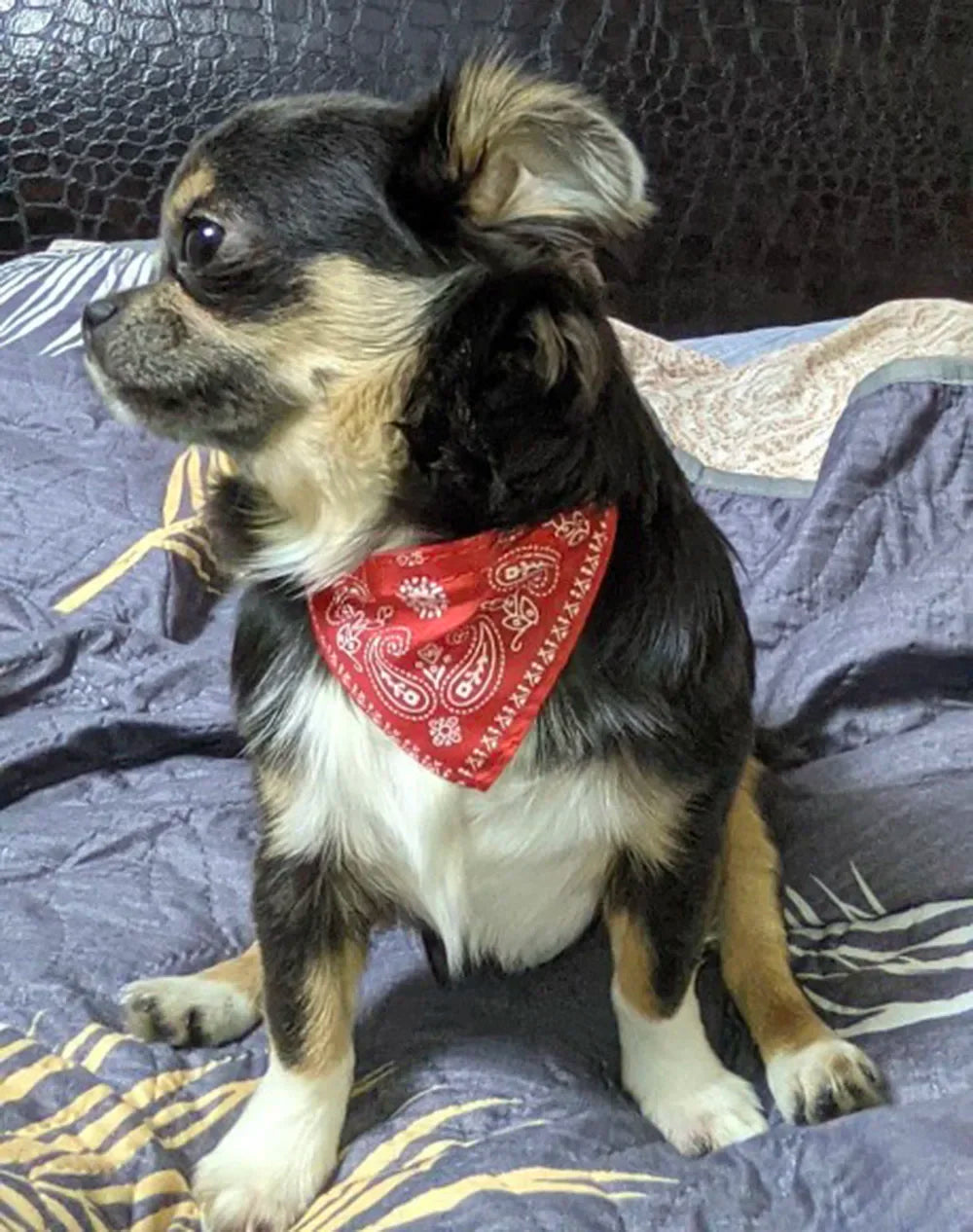 Cute Printed Bandana Cat Collar