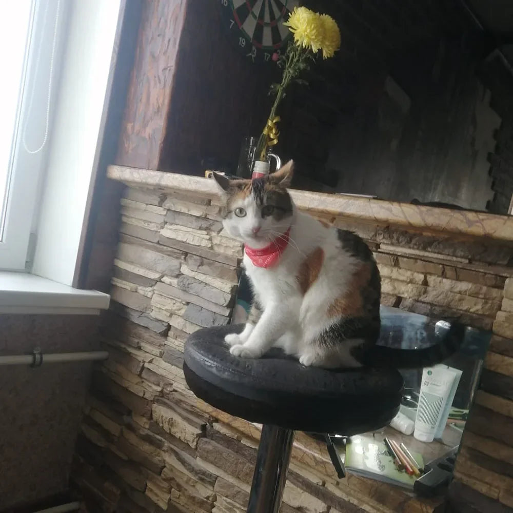 Cute Printed Bandana Cat Collar