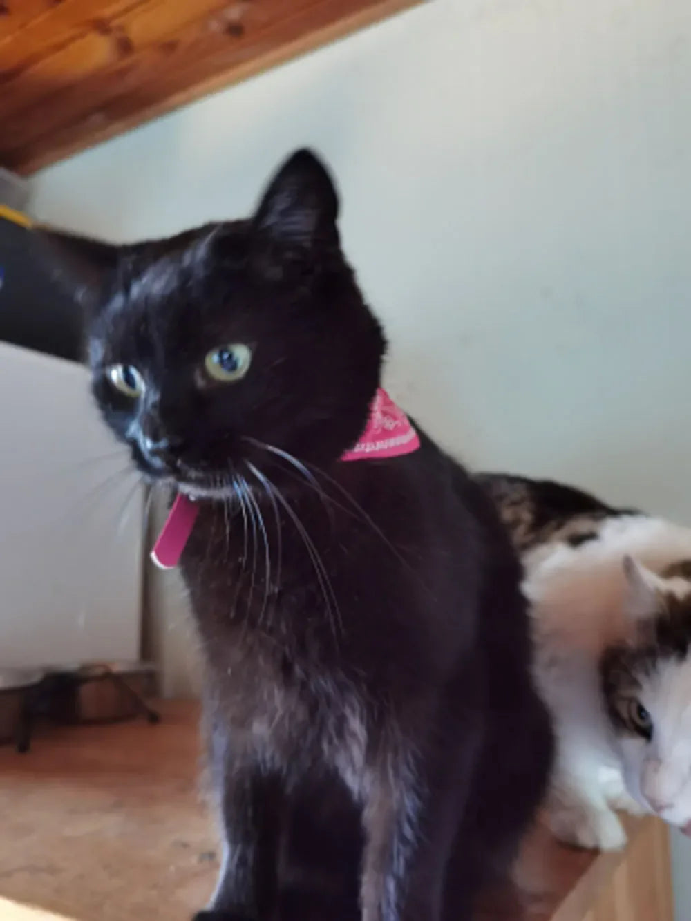 Cute Printed Bandana Cat Collar