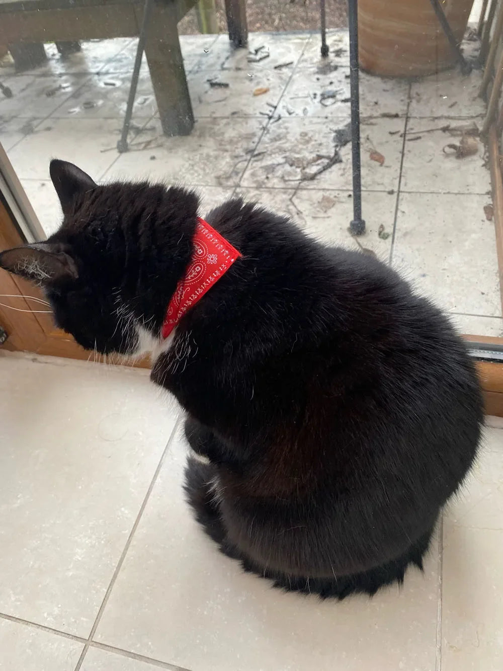 Cute Printed Bandana Cat Collar