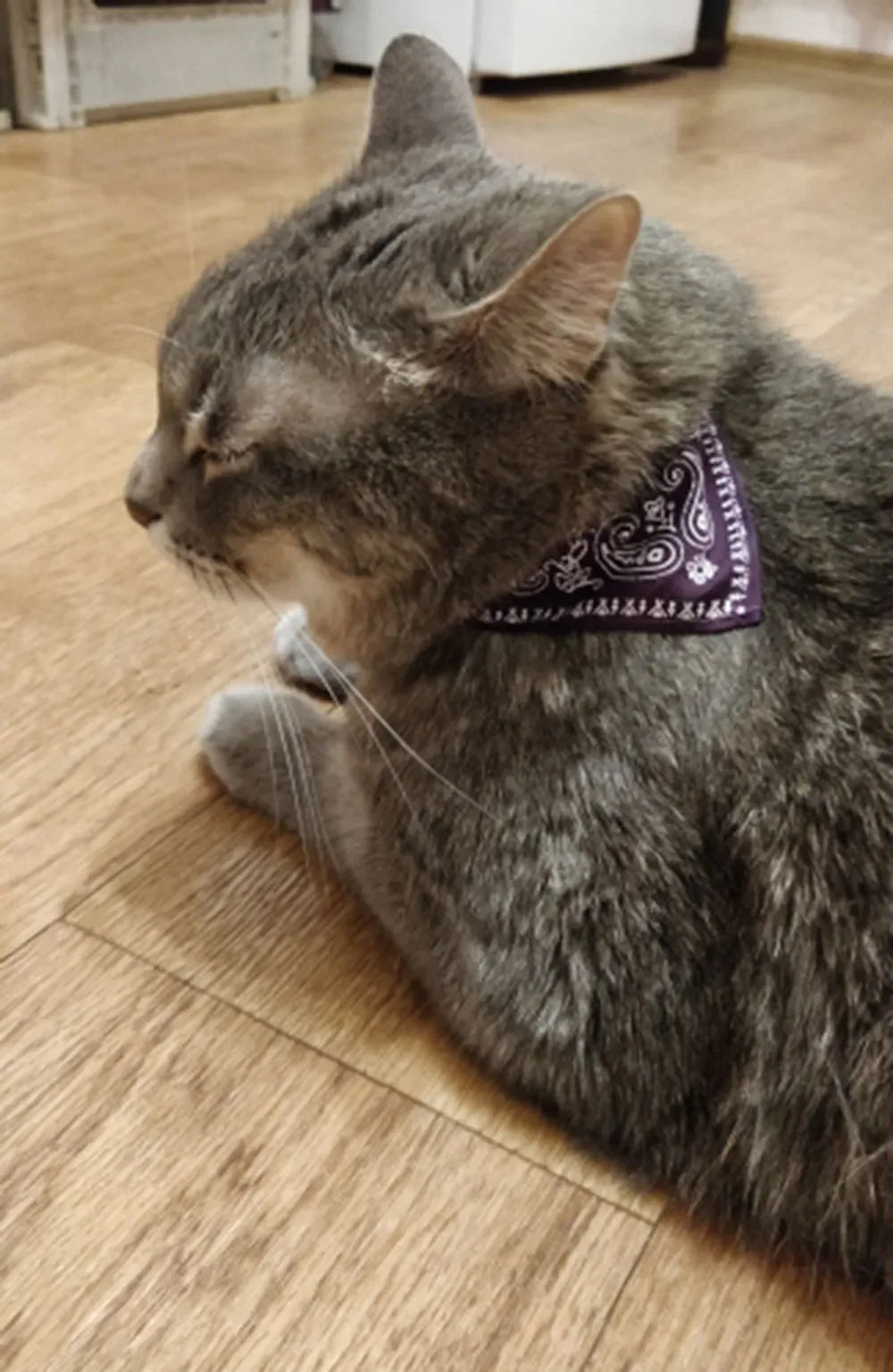 Cute Printed Bandana Cat Collar