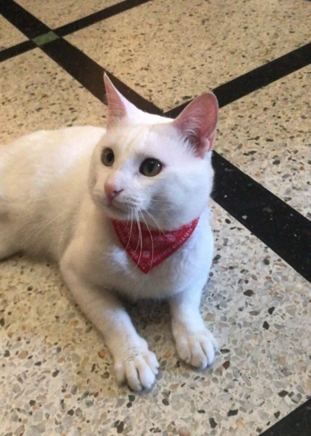 Cute Printed Bandana Cat Collar