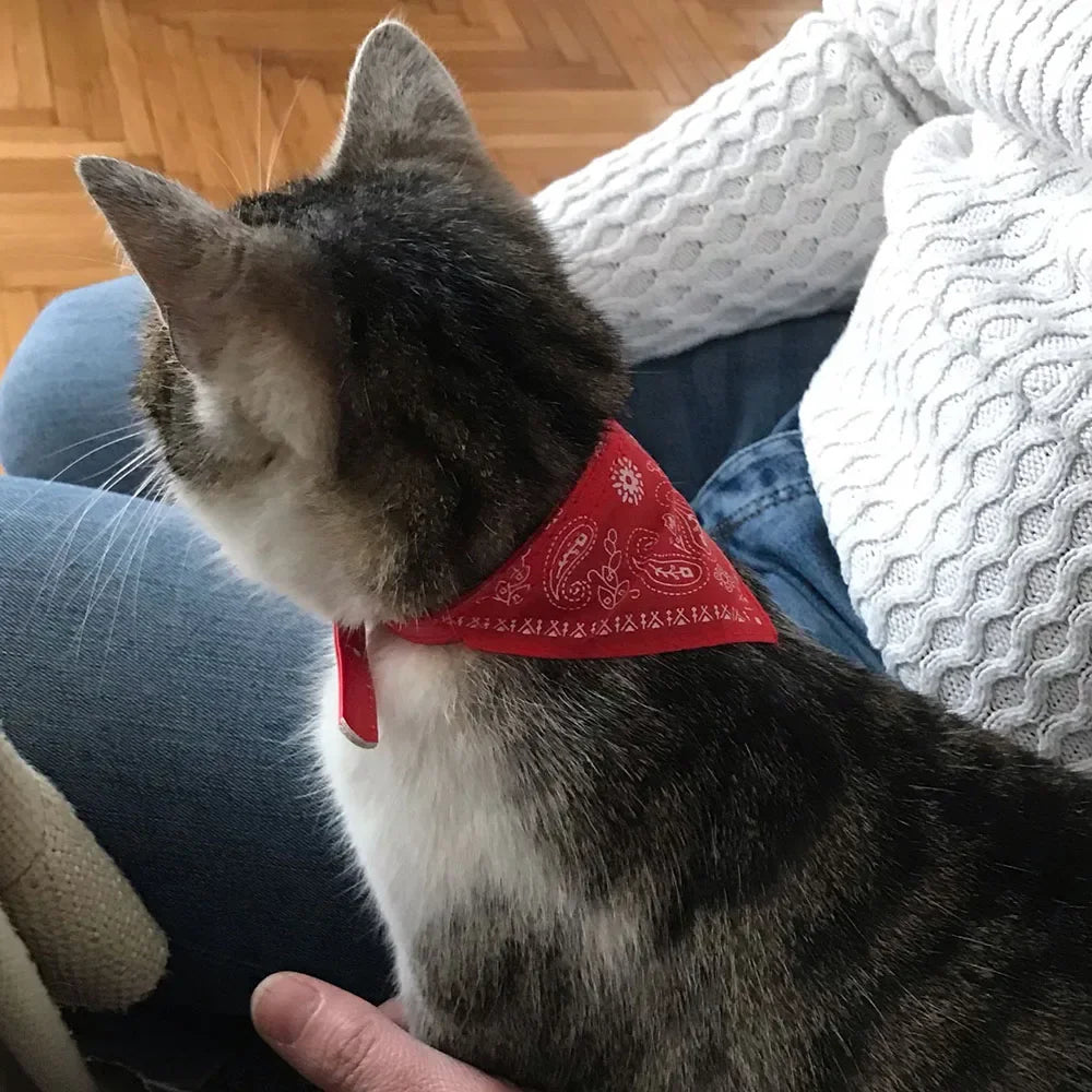 Cute Printed Bandana Cat Collar