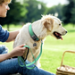 Padded Dog Collars for small Medium large Dogs Reflective Wide Pet Collars Adjustable Heavy Duty Nylon Neoprene Dog Collar