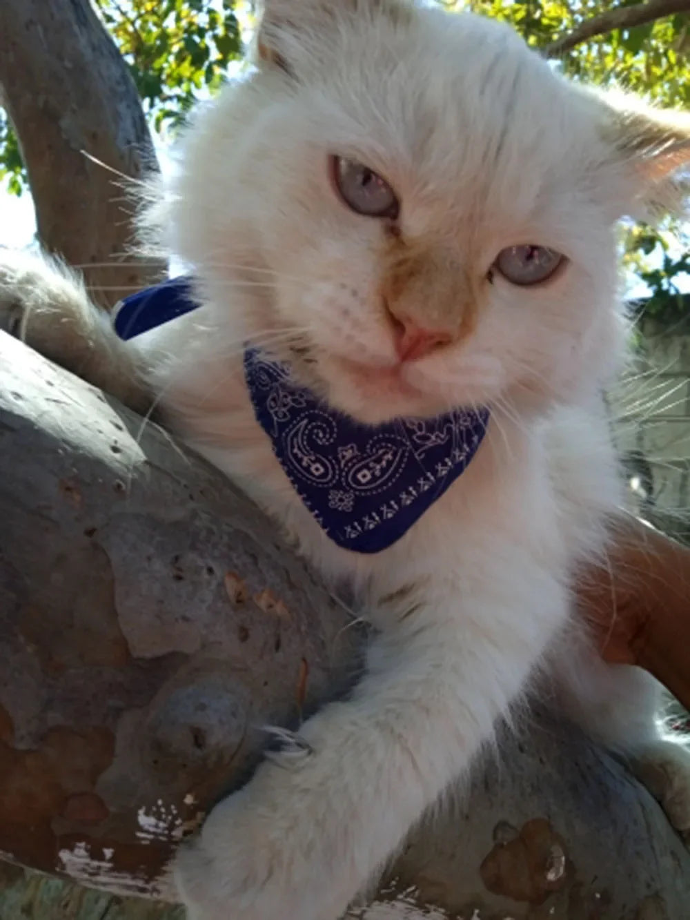 Cute Printed Bandana Cat Collar