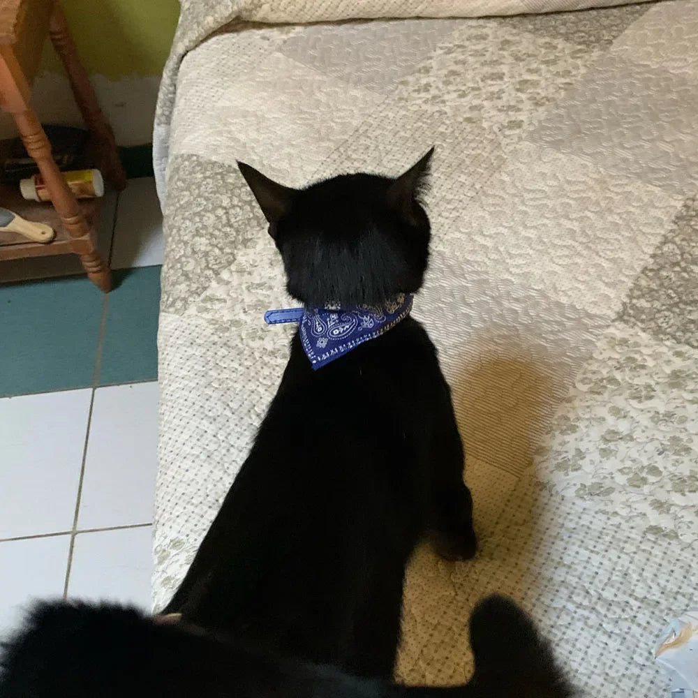 Cute Printed Bandana Cat Collar