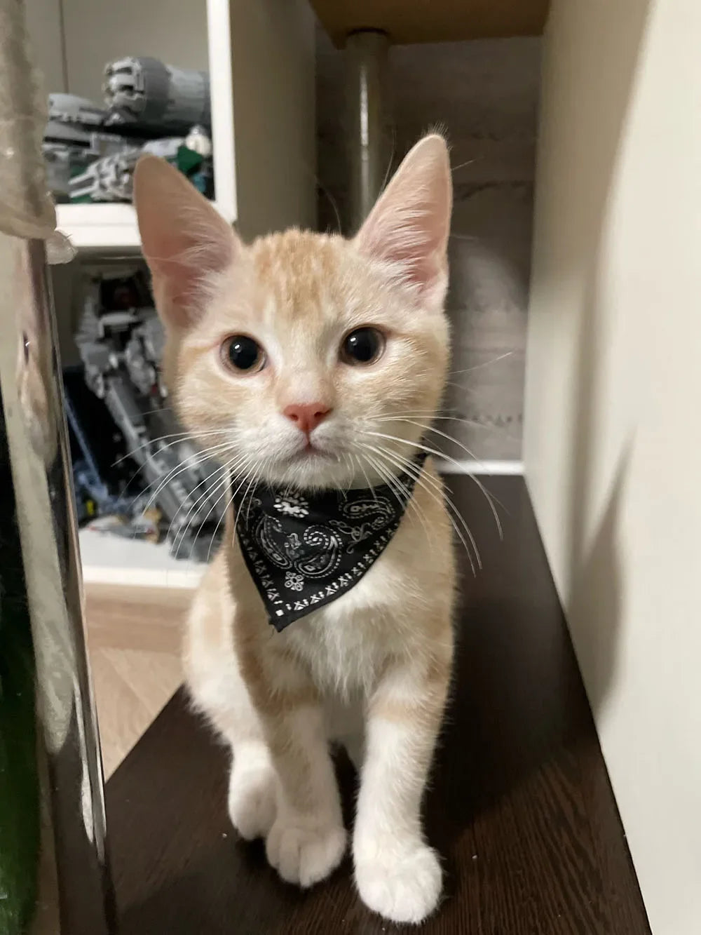 Cute Printed Bandana Cat Collar