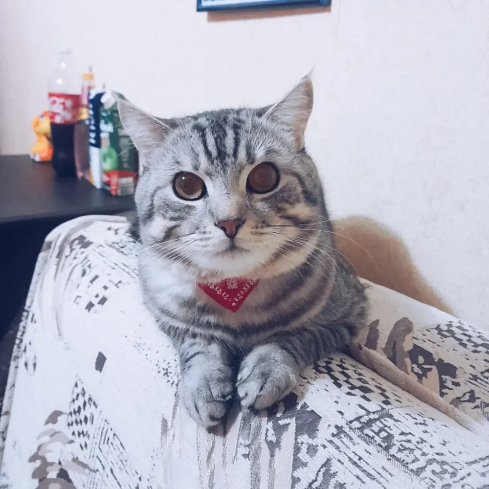 Cute Printed Bandana Cat Collar