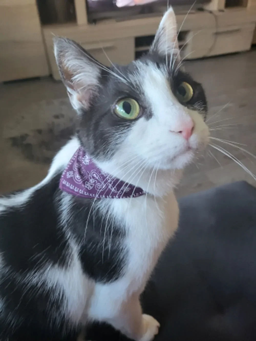 Cute Printed Bandana Cat Collar