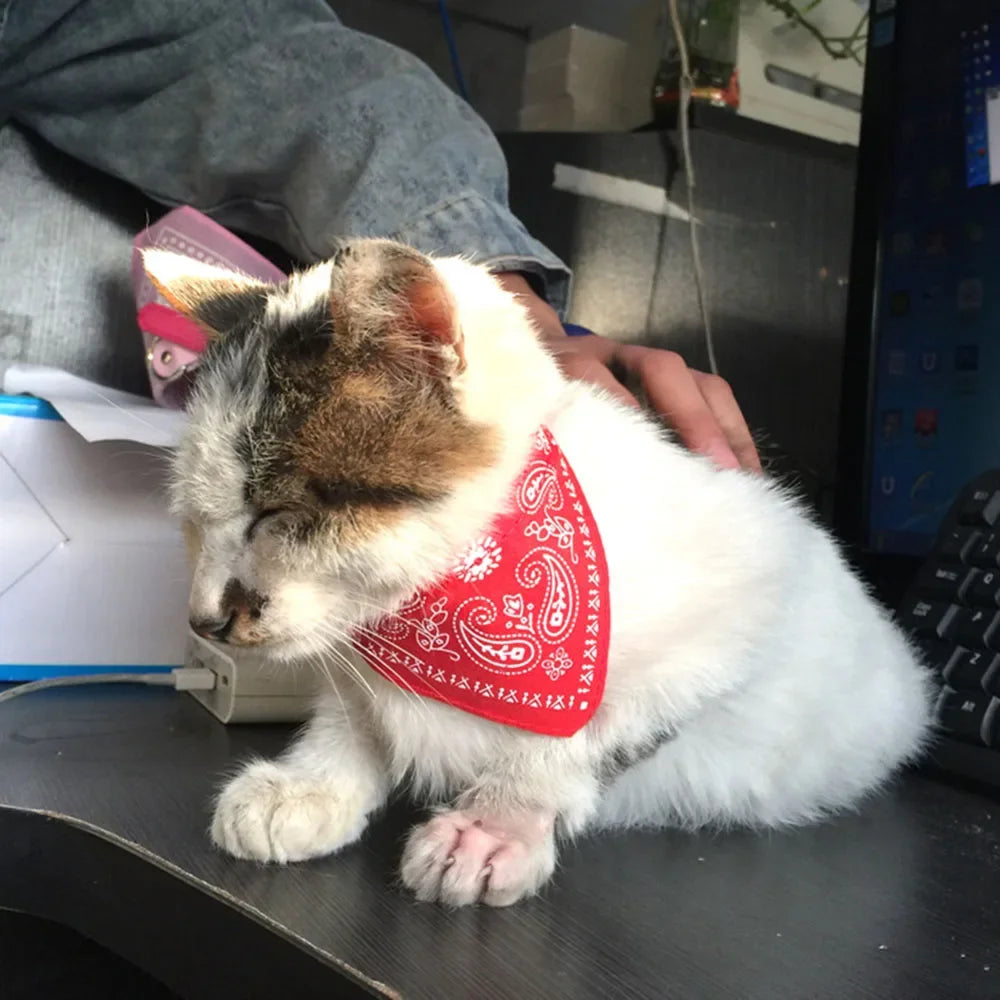 Cute Printed Bandana Cat Collar