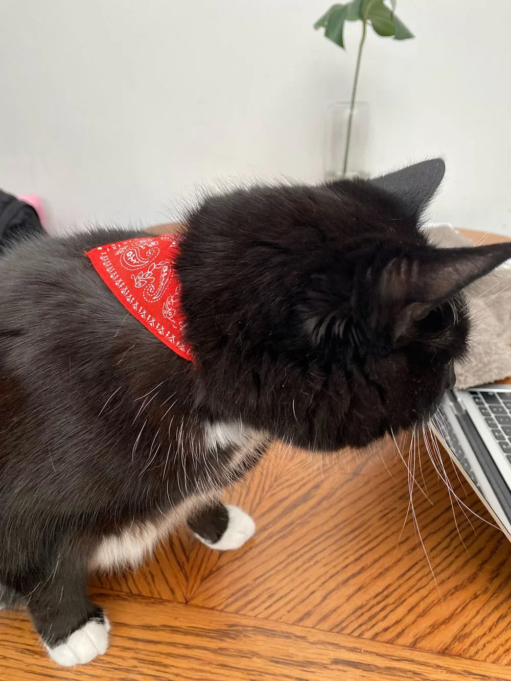 Cute Printed Bandana Cat Collar