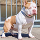 Mocne metalowe obroże dla psów ze stali nierdzewnej, duża obroża treningowa dla dużych psów, Pitbull Bulldog, srebrno-złota obroża wystawowa 