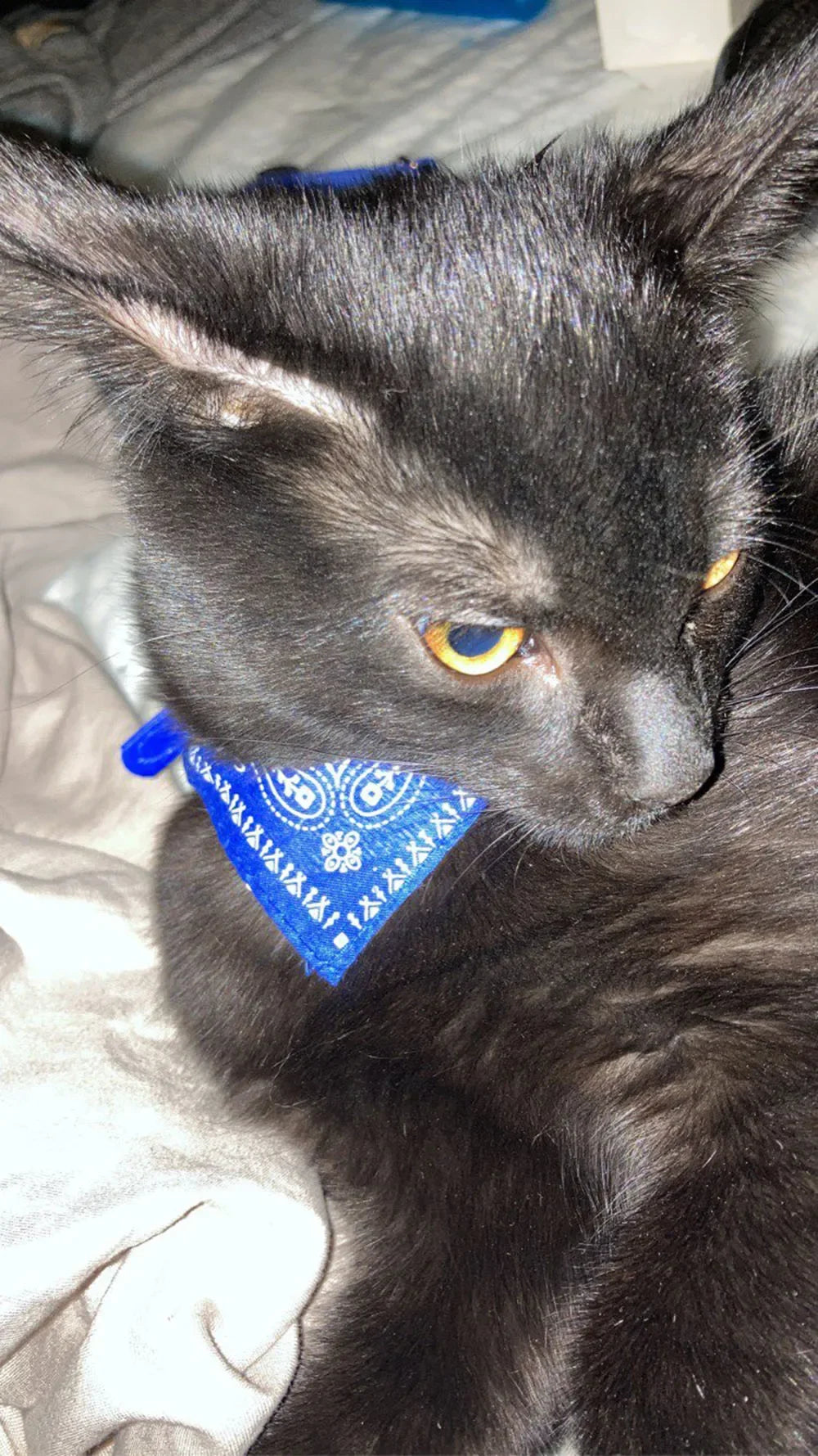 Cute Printed Bandana Cat Collar