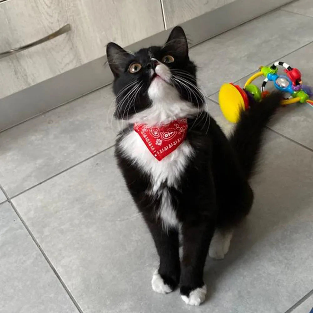 Cute Printed Bandana Cat Collar