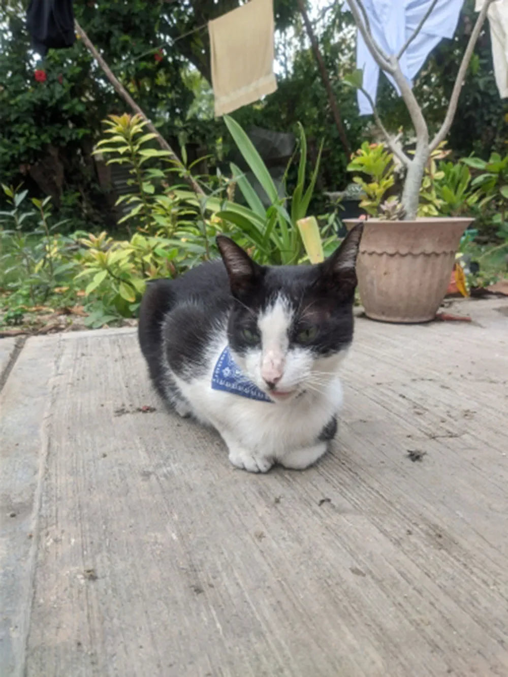 Cute Printed Bandana Cat Collar