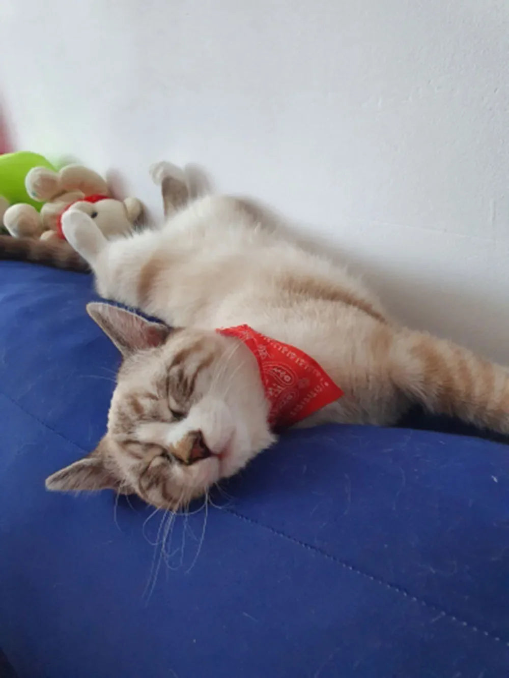 Cute Printed Bandana Cat Collar