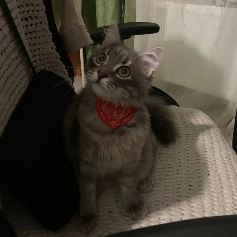 Cute Printed Bandana Cat Collar