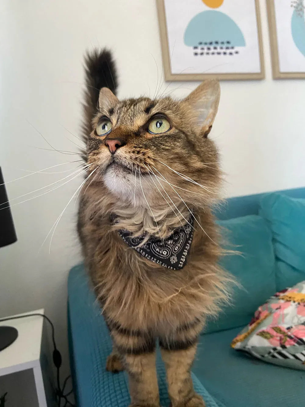 Cute Printed Bandana Cat Collar